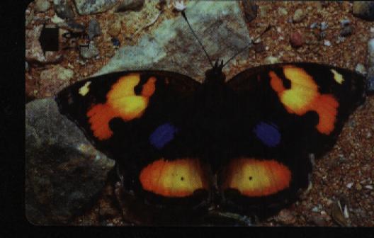 BUTTERFLY - Oman 1/8 - Schmetterlinge