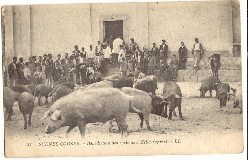 M24 - Scènes Corses - Bénédiction Des Cochons à ZILIA (après)    *agriculture* - Corse