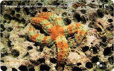 Croatia - Croatie – Starfish – Seestern – Estrella De Mar – Asterie– Etoile De Mer – Stella Di Mare  - KVRGAVA ZVJEZDAÈA - Croatia