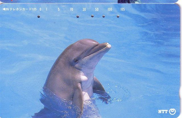 Undersea - Dolphin - Delphin - Delfin - Dauphin - Delfino - Dauphine- Dolphins - Japan ( Japone ) - Peces