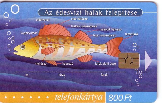 Hungary - Hongrie - Undersea – Marine Life – Fish – Fisch – Poisson – Pez – Pesci  ( Only 30.000 Ex. ) - Peces