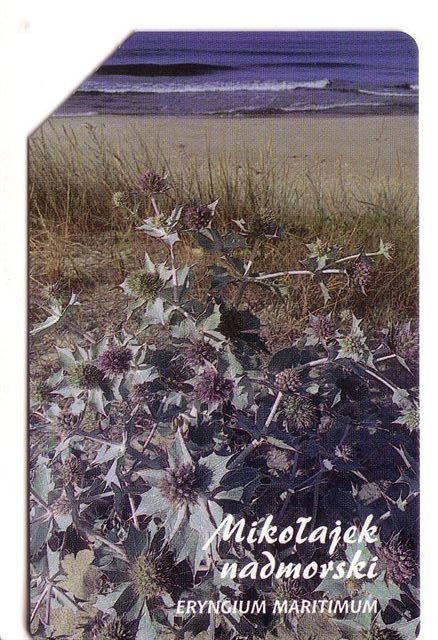 E. MARITIMUM - Poland Old Magnetic Card * Flora Flore Flowers Fleurs Blumen Fiori Flores Flower Fleur Blume Fiore - Pologne