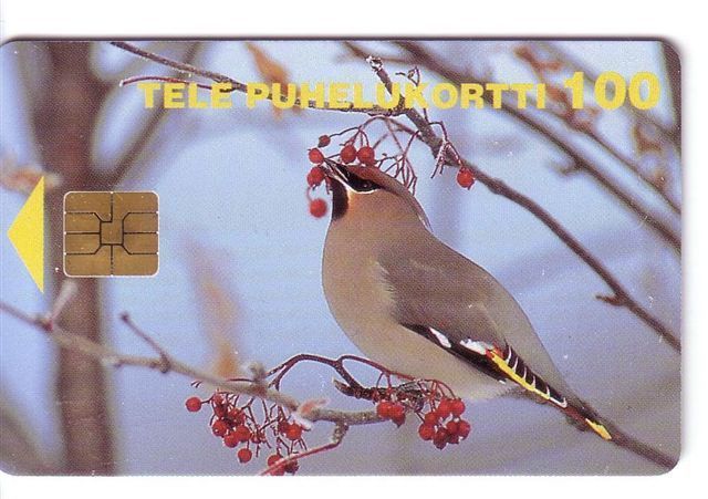 SONGBIRD ( Finland Card - Only 60.000 Ex. ) Songbirds Pajaro Cantor Uccello Cantoro Bird Oiseau Ave Birds Oiseaux - Songbirds & Tree Dwellers