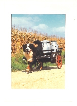 ATTELAGE DE CHIEN LAITIER MODERNE - Spannen