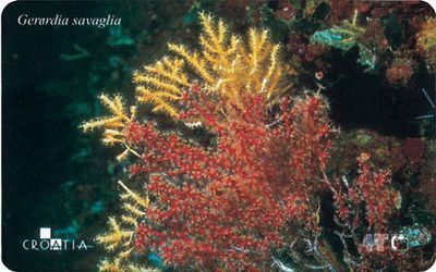 Croatia - Croatie - Kroatien - Undersea World - Underwatter - Marine Life - Fish – Poisson - Corals - Gerardia S. - Peces