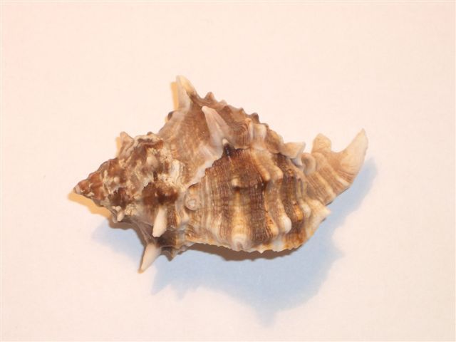 Seashells –seemuschel -conchiglia– Sea Shell – Coquille –muschel– Seashell- Muricidae - Croatian Adriatic Sea MUREX  #3. - Seashells & Snail-shells