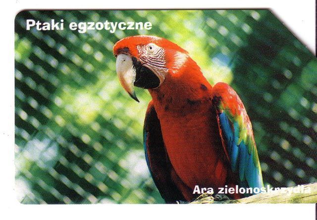 PARROTS - Poland Old Rare Card Parrot Perroquet Papagei Papageien Perroquets Pappagallo Papagaio Loro Pappagalli Loros - Polonia