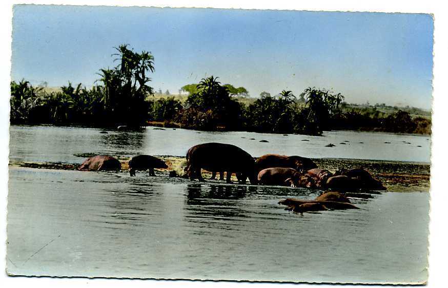 Hippopotames Au Bain - Hippopotames