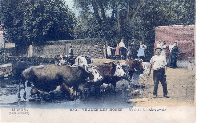 VEULES LES ROSES - Vaches à L'Abreuvoir - Veules Les Roses