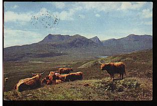 Jolie CP Angleterre Ecosse Highland Cattle Près De Ullapool Ross-Shire Vaches Taureaux Bovins - A Circulée - Ross & Cromarty