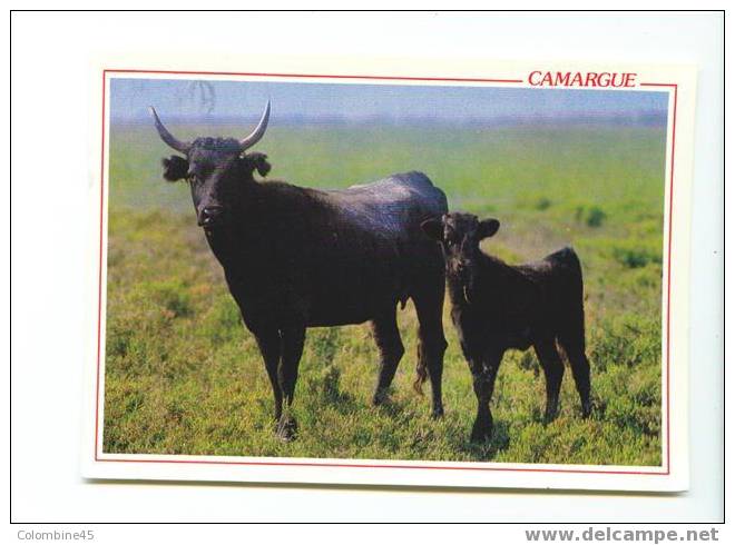 Cpm Taureaux Bull Camargue - Bull