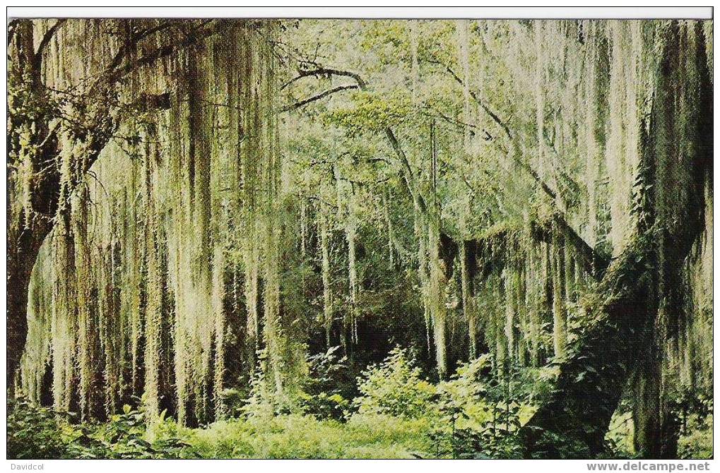 005- KOLUMBIEN - SAN GIL, " EL GALLINERAL PARK " POSTCARD,   1970`S. - Colombia