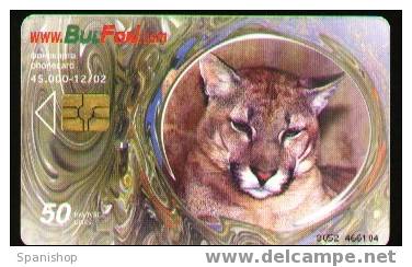 Bulgaria Puma Animal Fauna Wildlife - Jungle