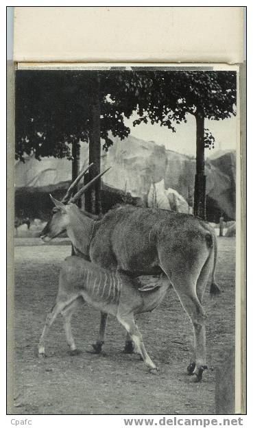 CARNET 9 CPA PARC ZOOLOGIQUE DU BOIS DE VINCENNES-MUSEUM NATIONAL-ELAN-ELEPHANTS-ZEBRE... - Zebras