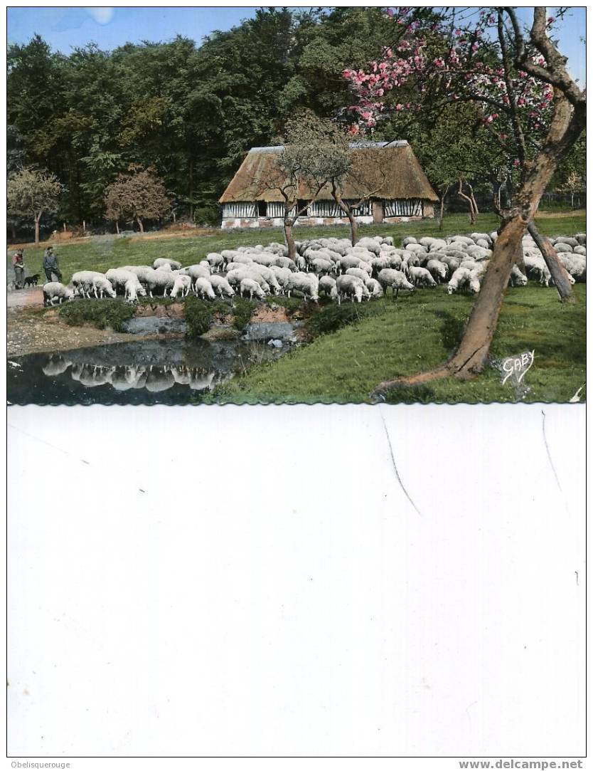 14 OU 76 MOUTONS AU PACAGE NORMANDIE SM 1961 ARTAUD - Viehzucht