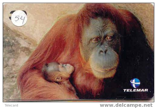 SINGE AFFE Monkey AAP Telecarte (54) - Jungle