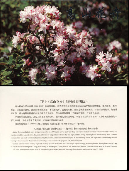 CHINA TP-09 ALPINE FLOWER & PLANT P-CARD 4V 1999 - Postcards