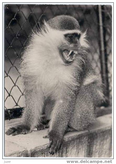 MONKEY. Old Czech Postcard (1) - Singes