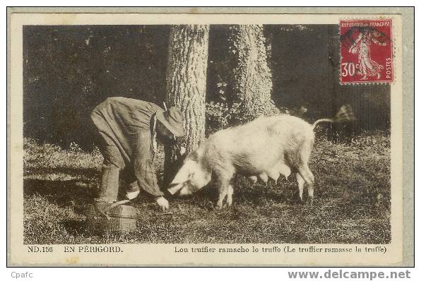 En Périgord ,le Truffier Ramasse La Truffe - Cochons