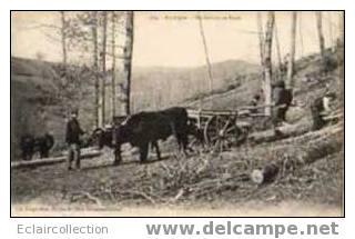 Auvergne Puy De Dôme    63    .Bucherons En Foret  (voir Scan) - Auvergne Types D'Auvergne