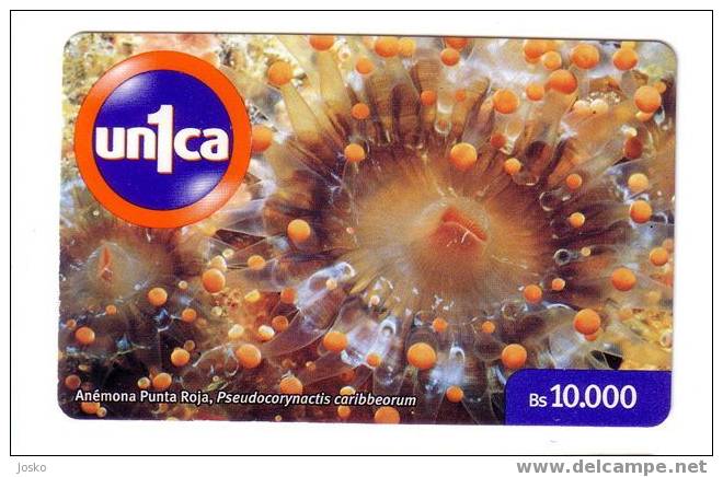 SEA ANEMONE ( Venezuela ) Anémone De Mer Anemona Underwatter Undersea World Marine Life Fish Poisson Fisch Pez Pesce - Venezuela