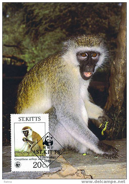 St Kitts : CM Carte Maximum Singe Vert Green Monkey Mammifere Animal Protection WWF - Monkeys