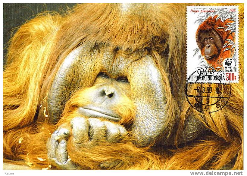 Indonesie : CM Carte Maximum Orang-outan Orangutan Pongo Pygmaeus Singe Primate Mammifere Animaux WWF - Apen