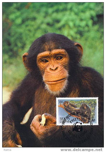 Sierra Leone : CM Carte Maximum Chimpanze Schimpanse Pan Troglodytes Singe Primate Mammifere Animaux WWF - Monkeys