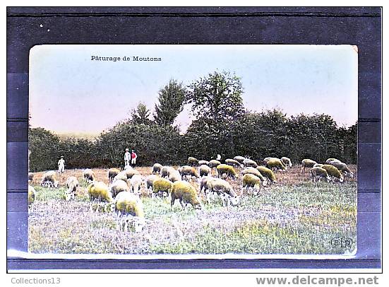 THEMES - Agriculture - Elevage (paturage De Moutons) - Breeding