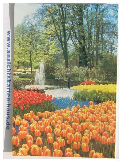 D 4628 - Keukenhof. Lisse, Holland - CAk, Nicht Gelaufen - Lisse