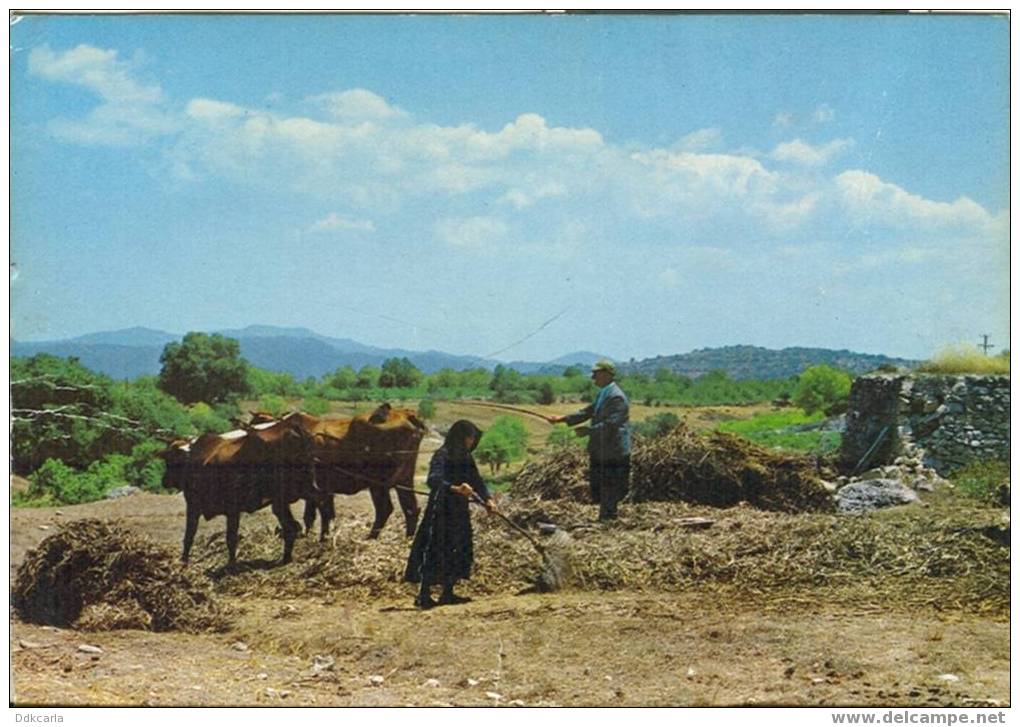 Cyprus - Dépiquage Au District De Paphos - Cyprus