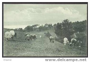 Herd Of Grazing Cattle - Taureaux