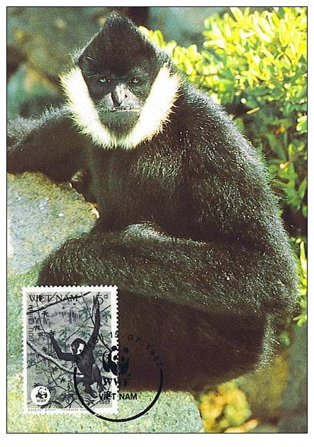 Vietnam : CM Carte Maximum Singe Primate Hylobates Concolor Gibbon Noir Asie Danger WWF - Apen