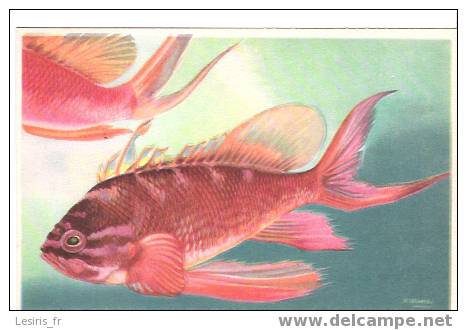 CP - MUSEE OCEANOGRAPHIQUE DE MONACO - BARBIER - ANTHIAS SACER - DOCUMENTS D'ART - J. RAMEL - Vissen & Schaaldieren