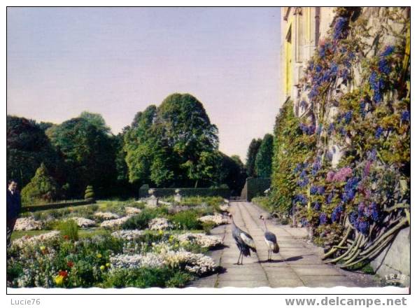 CLERES - Grues Couronnées Sur La Terrasse Du Château - Clères