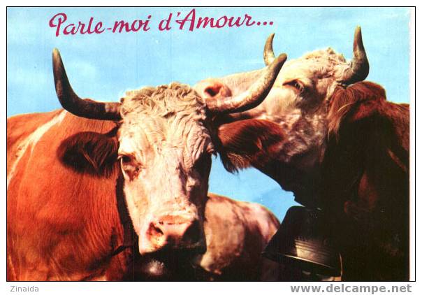 CARTE POSTALE DE 2 VACHES - PARLE MOI D AMOUR - Taureaux