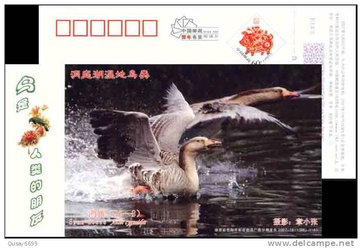 Swan Wetland  Bird Postal Stationery,  Pre-stamped Postcard - Oche