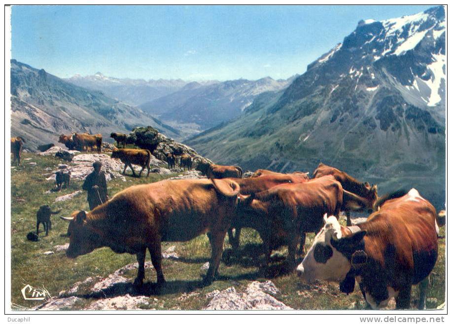 DANS LES ALPES SUR LA ROUTE DU COL DU GALIBIER VALLEE DE LA GUISANNE - Breeding