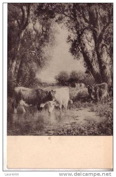 Old Cow Postcard - Carte Ancienne De Vache - Taureaux