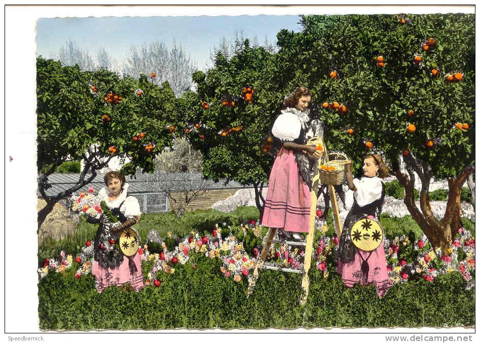 8828 Cote D'Azur, Groupe De Jeunes Filles En Costume Folklorique Cueillant Des Oranges. 16-147 SEPT . Colorisée - Languedoc-Roussillon