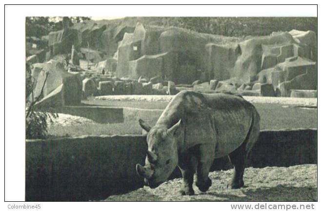 Cpa Zoo Parc Zoologique De Vincennes Paris Rhinoceros - Rinoceronte