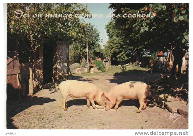 COCHONS HUMOUR - Schweine