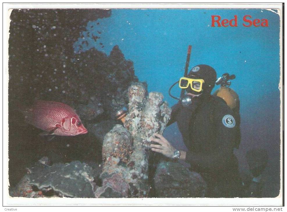 SQUIRREL FISH   - RED SEA - Fische Und Schaltiere