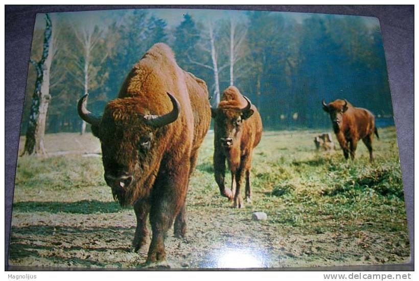 Animals,Buffalo,Bison Bonasus,Park,Poland,Piotr Michalowski,Stamp,postcard - Taureaux