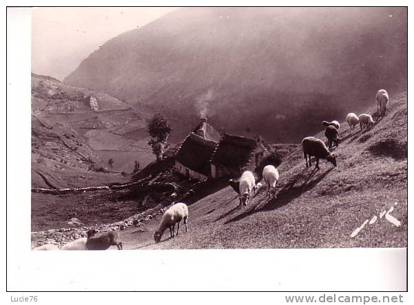 Terroir Pyrénéen - Pâturage En Haute Montagne - Midi-Pyrénées