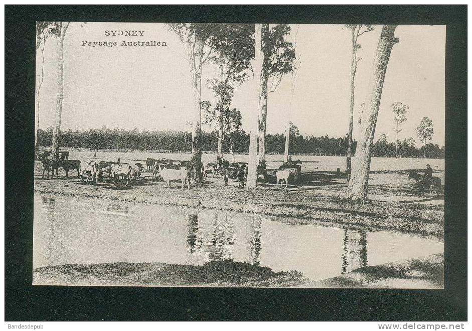 Australie - Sidney - Paysage Australien ( Ed. Messageries Maritimes Dos Précurseur ) - Sonstige & Ohne Zuordnung