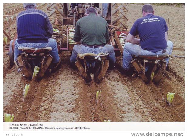 Taulé Finistère Plantation De Drageons Au Gaec Le Traon - Landwirtschaftl. Anbau