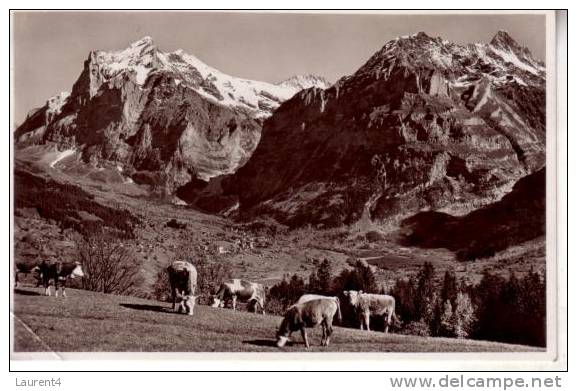 Old - Vintage Cow Postcard - Carte Ancienne De Vache - Taureaux