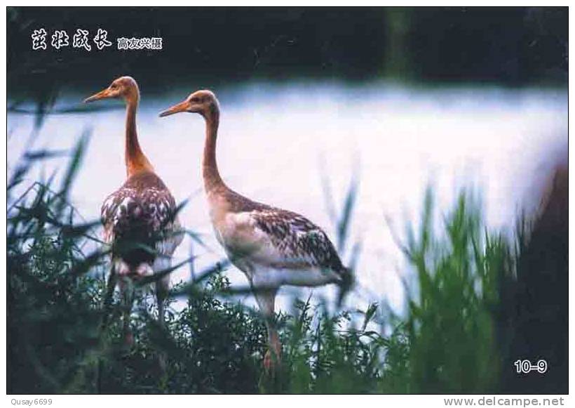 Bird, Grúa,  Crane,  Guindaste,  Gru,  Kran,  Grue,  Kraan, Pre-stamped Postcard, Postal Stationery - Grues Et Gruiformes