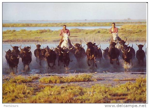 Camargue Gardians Chevaux Taureaux Camargue Terre Des Grands Espaces - Allevamenti